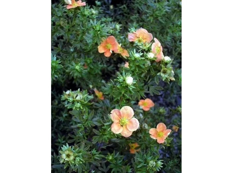potentilla fructicosa red ace