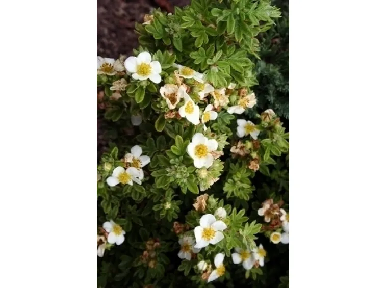 potentilla fructicosa tilford cream