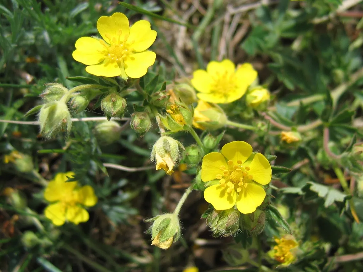 potentilla alba