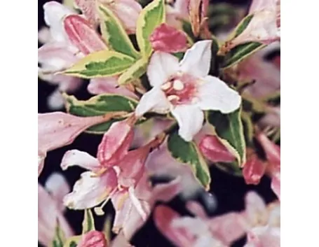 weigelia florida