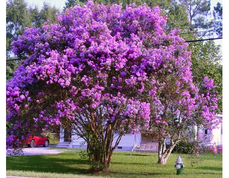 Lagerstroemia