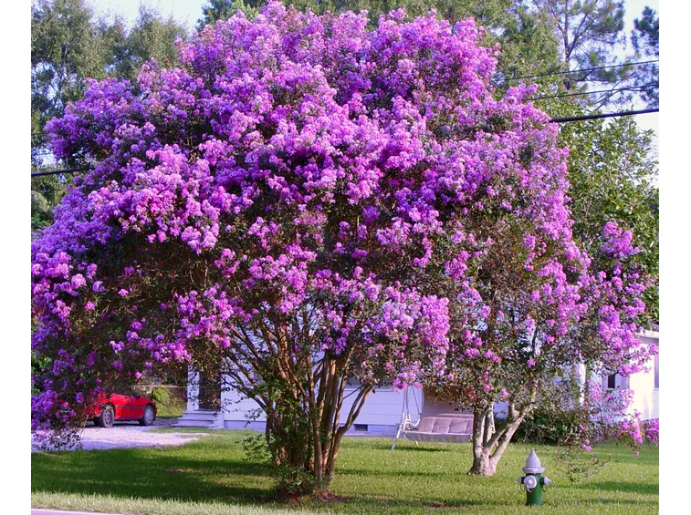 Lagerstroemia