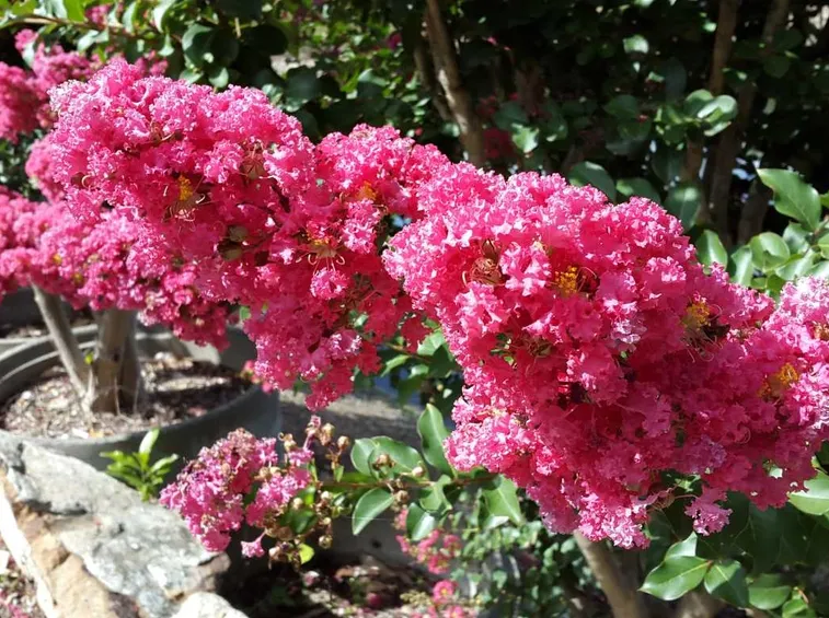Lagerstroemia coltivazione
