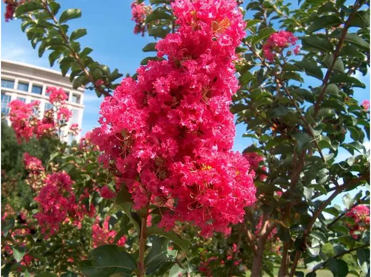 Lagerstroemia fiore
