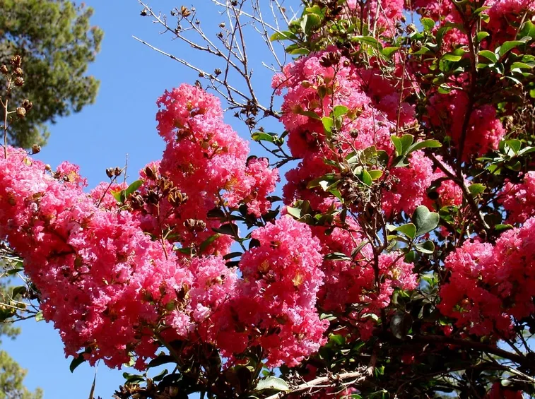 Lagerstroemia fiore
