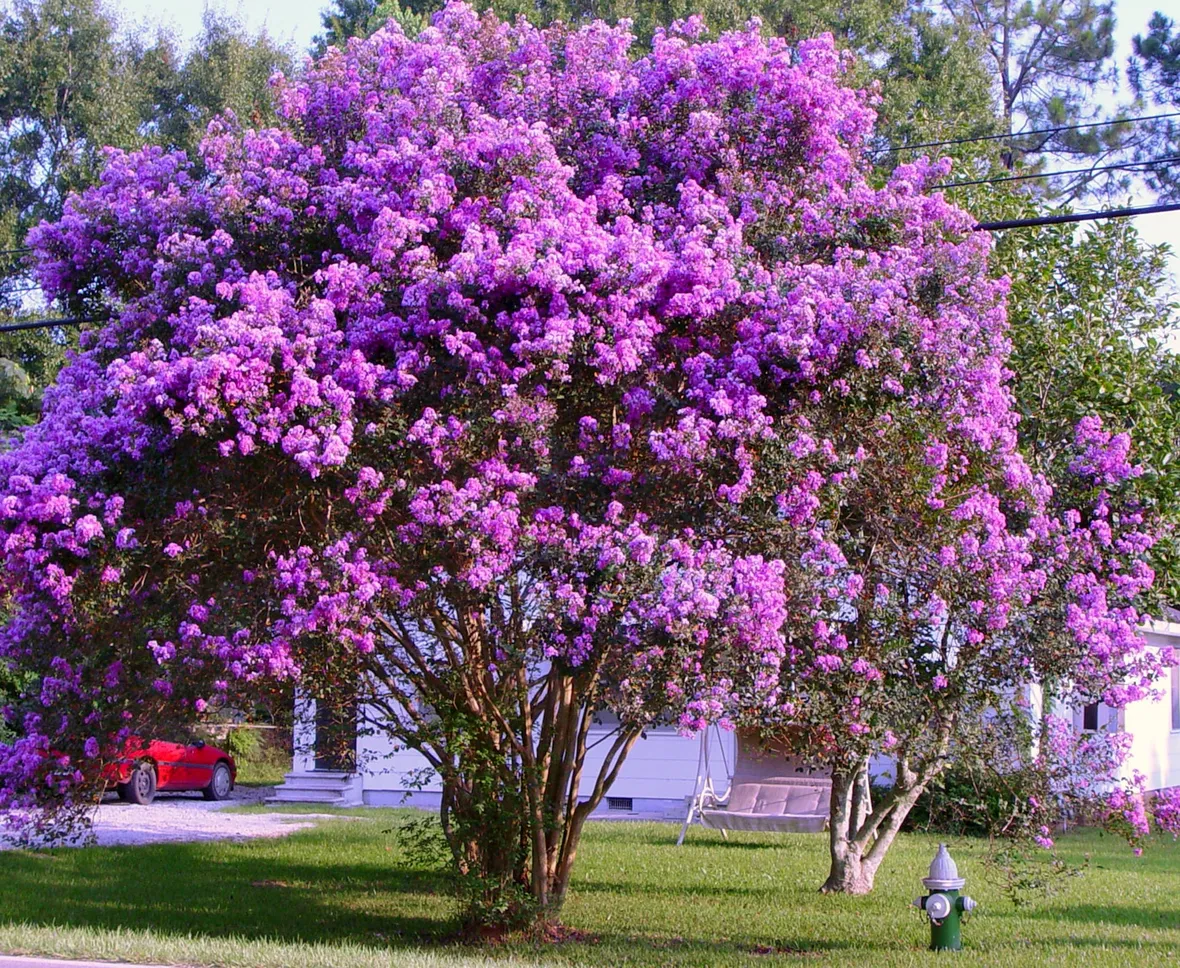 Lagerstroemia