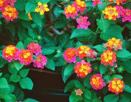 Fiori colorati Lantana