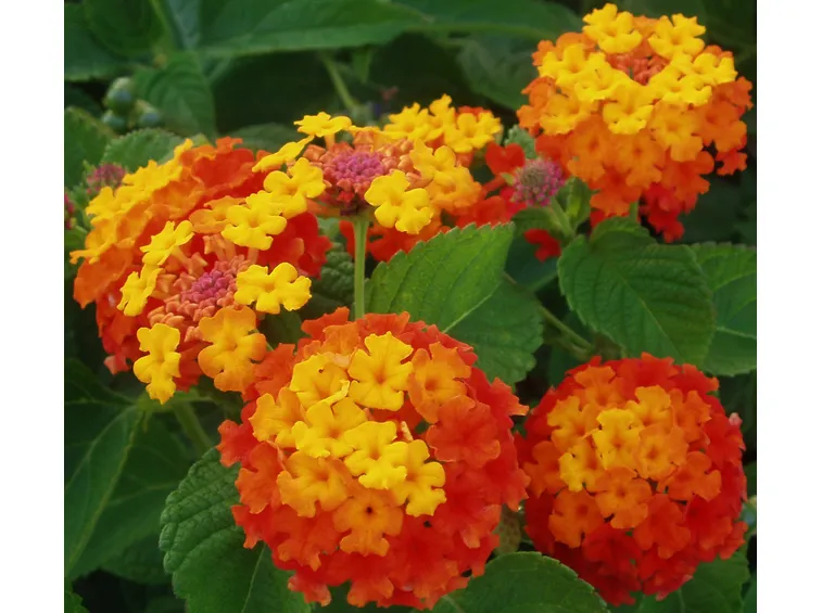 Infiorescenze foglie Lantana