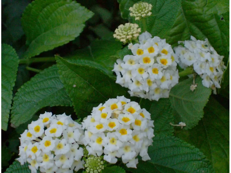 Fiori Lantana