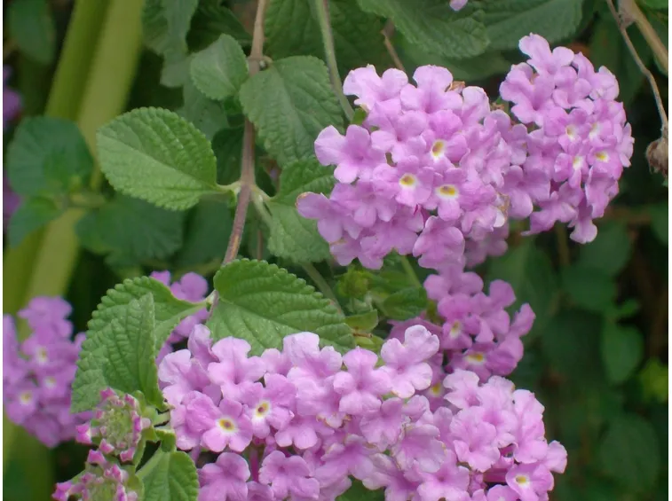 Piante germogli Lantana