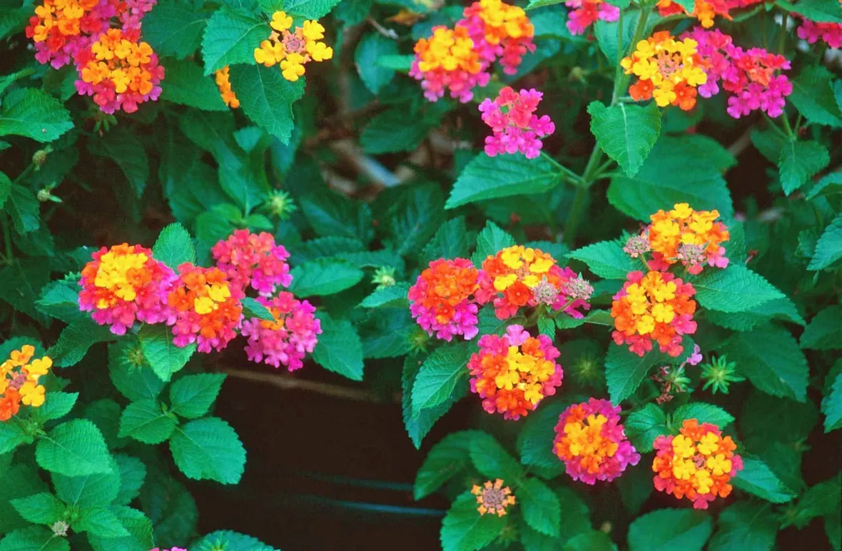 Fiori colorati Lantana