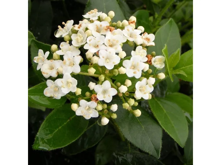 Fiori di lauro