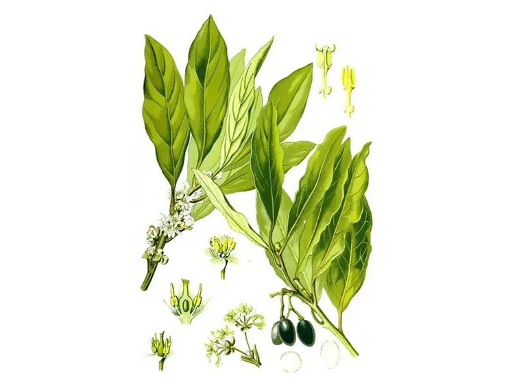 lauro