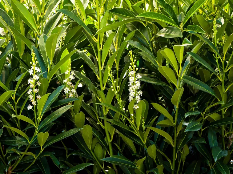 lauroceraso piante
