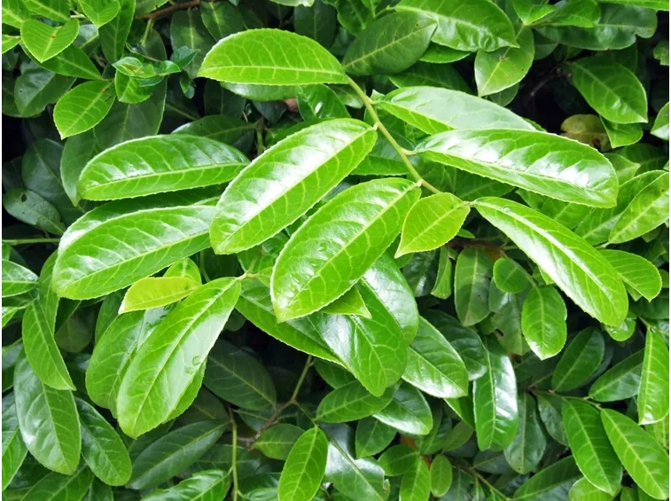 Foglie di lauroceraso