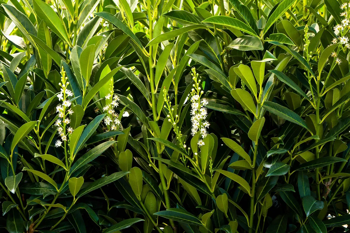lauroceraso piante