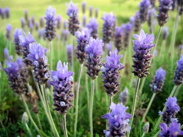 Campo lavanda