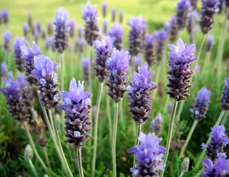 Campo lavanda