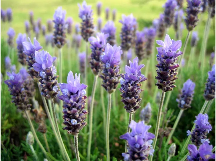 Campo lavanda