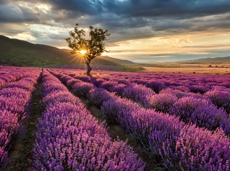 Piante lavanda