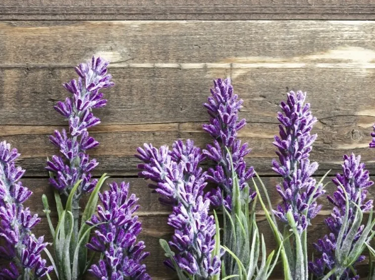 Fiori lavanda