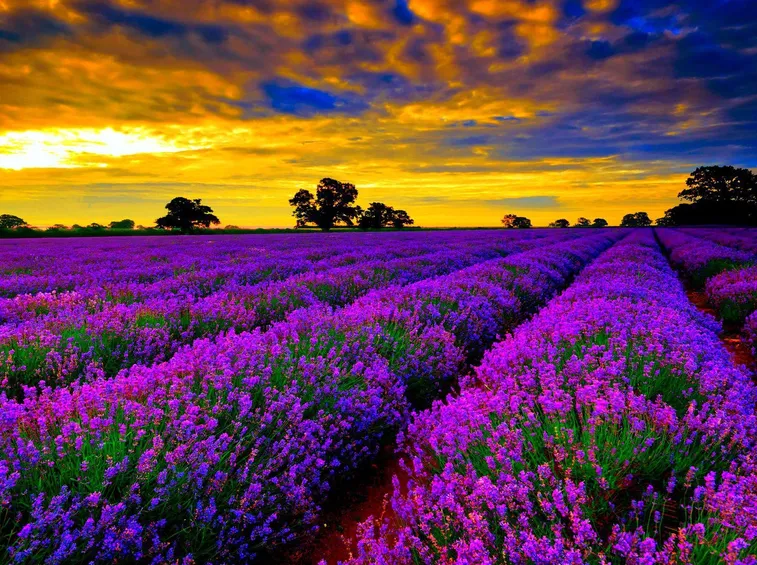 Capo lavanda
