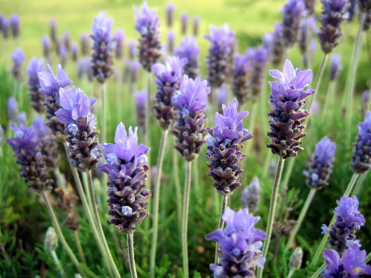Campo lavanda