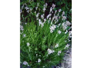lavandula angustifolia loddon pink
