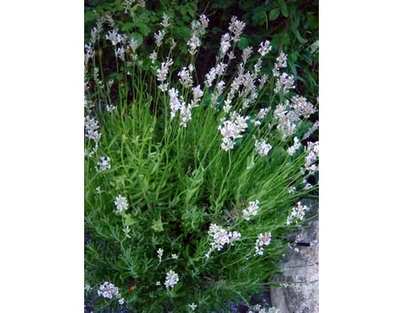 lavandula angustifolia loddon pink