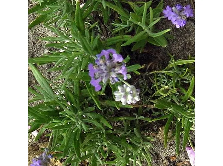 lavendula angustifolia blue cushion