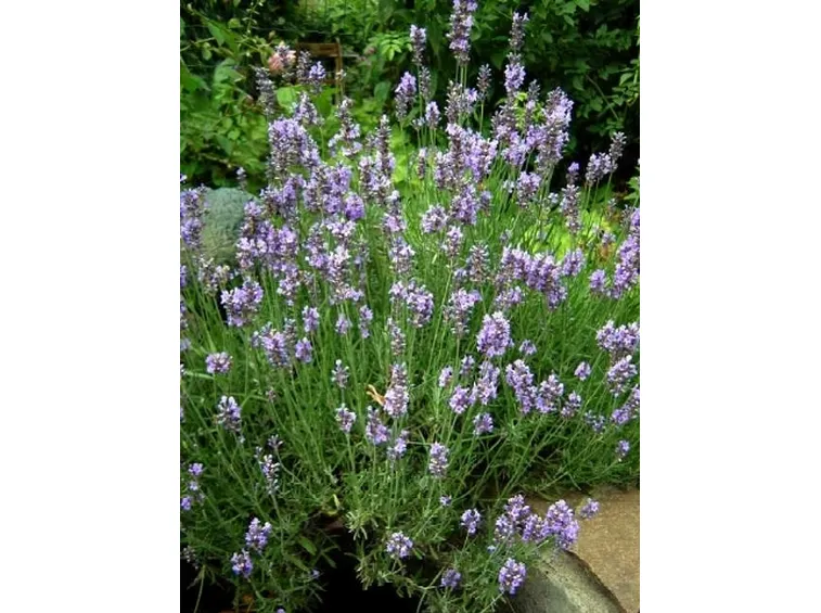 lavendula officinalis