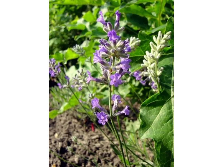 lavandula angustifolia folgate