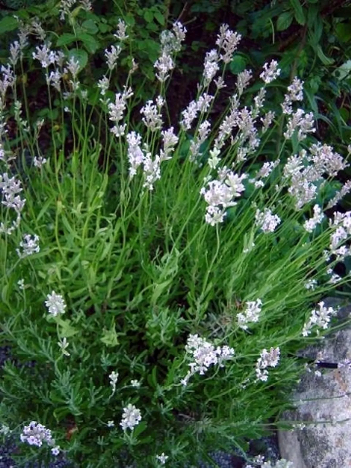 lavandula angustifolia loddon pink