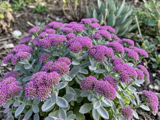 sedum