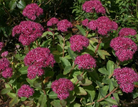 sedum
