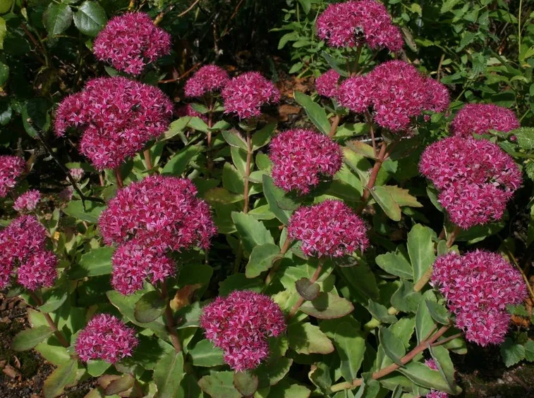 sedum