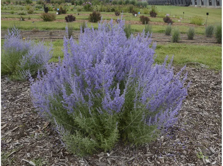 Perovskia atriplicifolia