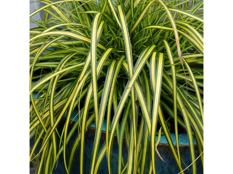 Carex
