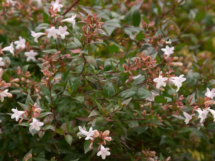 Abelia x grandiflora