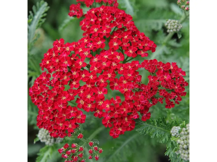 Achillea millefolium