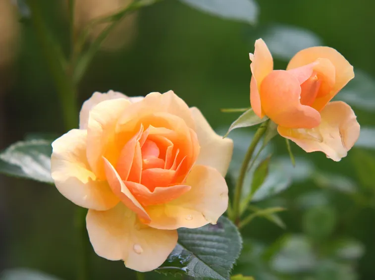 rose 