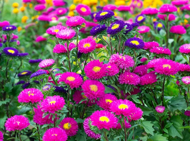 Aster