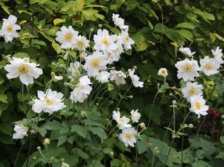 Anemone x hybrida