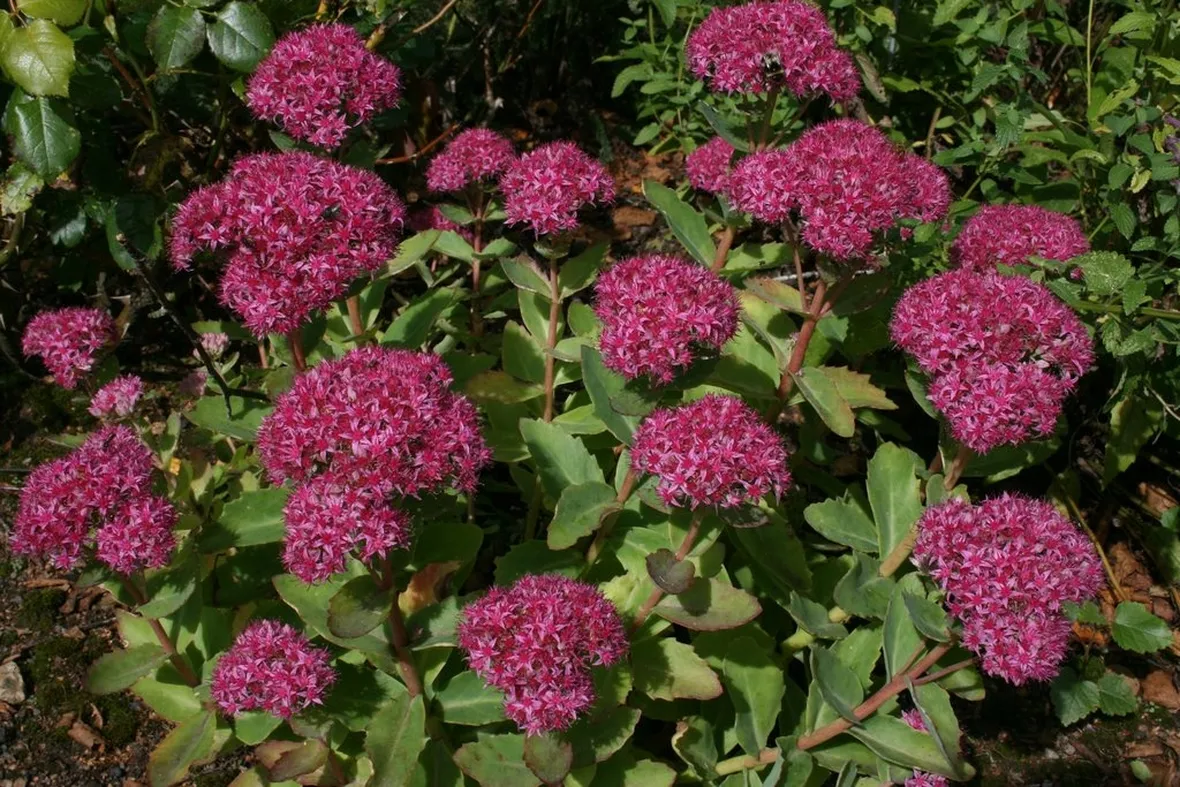 sedum
