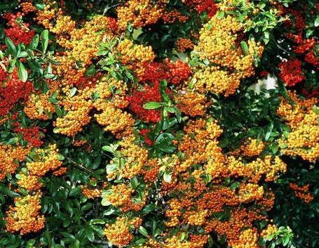 piante da siepe
