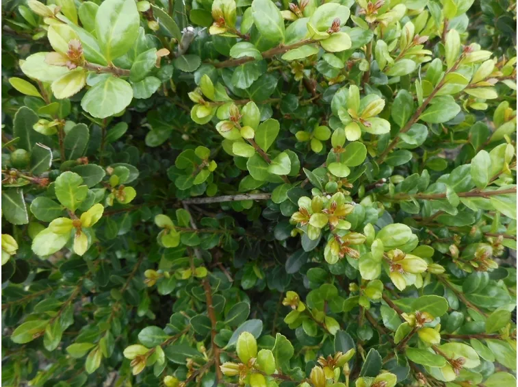 ilex crenata