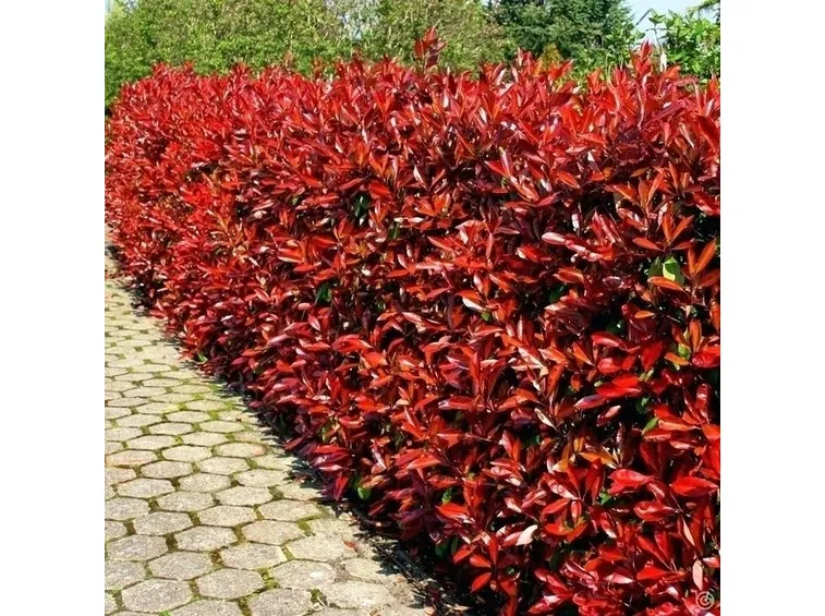 Photinia red robin