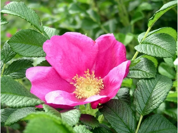 rosa rugosa siepe