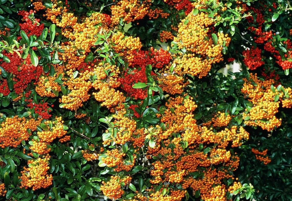 piante da siepe