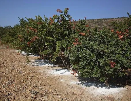 Pianta di lentisco.